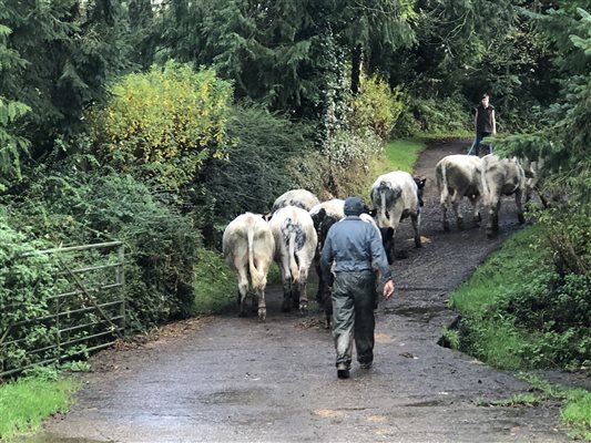 Farmers in the lane at Forda Farm Bed and Breakfast near Holsworthy and Bude on the North Devon and Cornwall border.